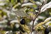 Poisonous berries of deadly nightshade
