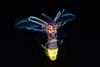 A firefly flying at night with its abdomen glowing