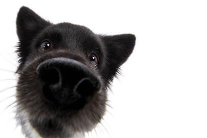 Dog smelling