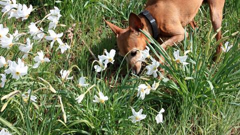 A dog playing in a field of narcissus daffodil flowers
